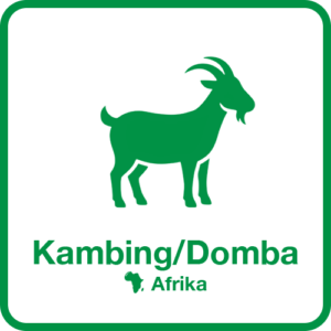 Kambing-1-Afrika