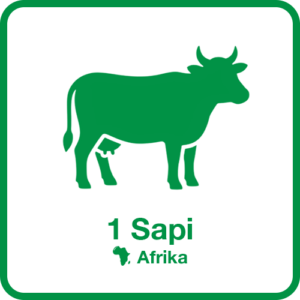 Sapi-1-Afrika
